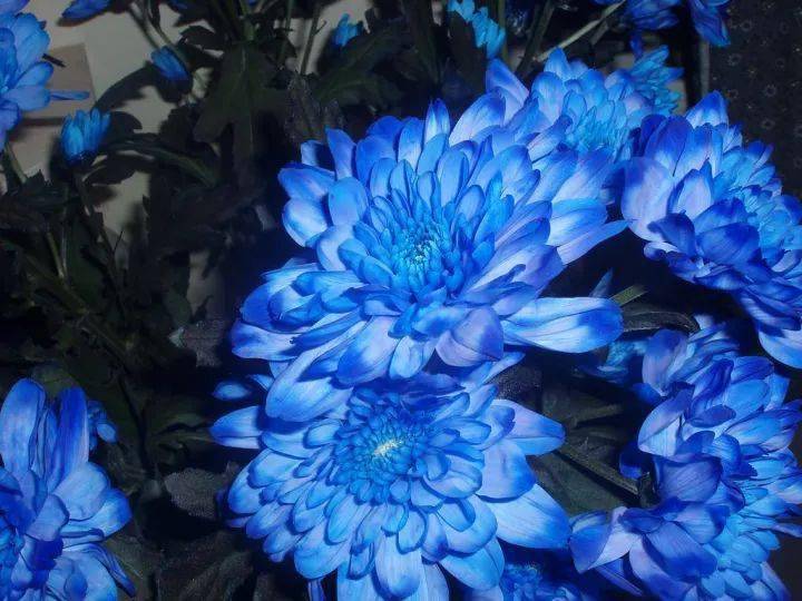 人民币上的花，你家养了吗？