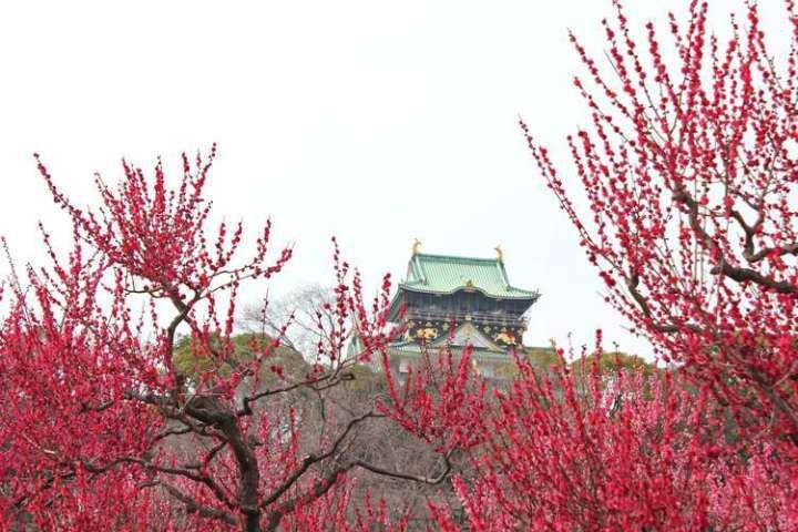 人民币上的花，你家养了吗？