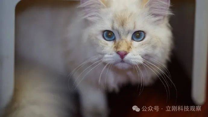 文化决定未来的发展的格局