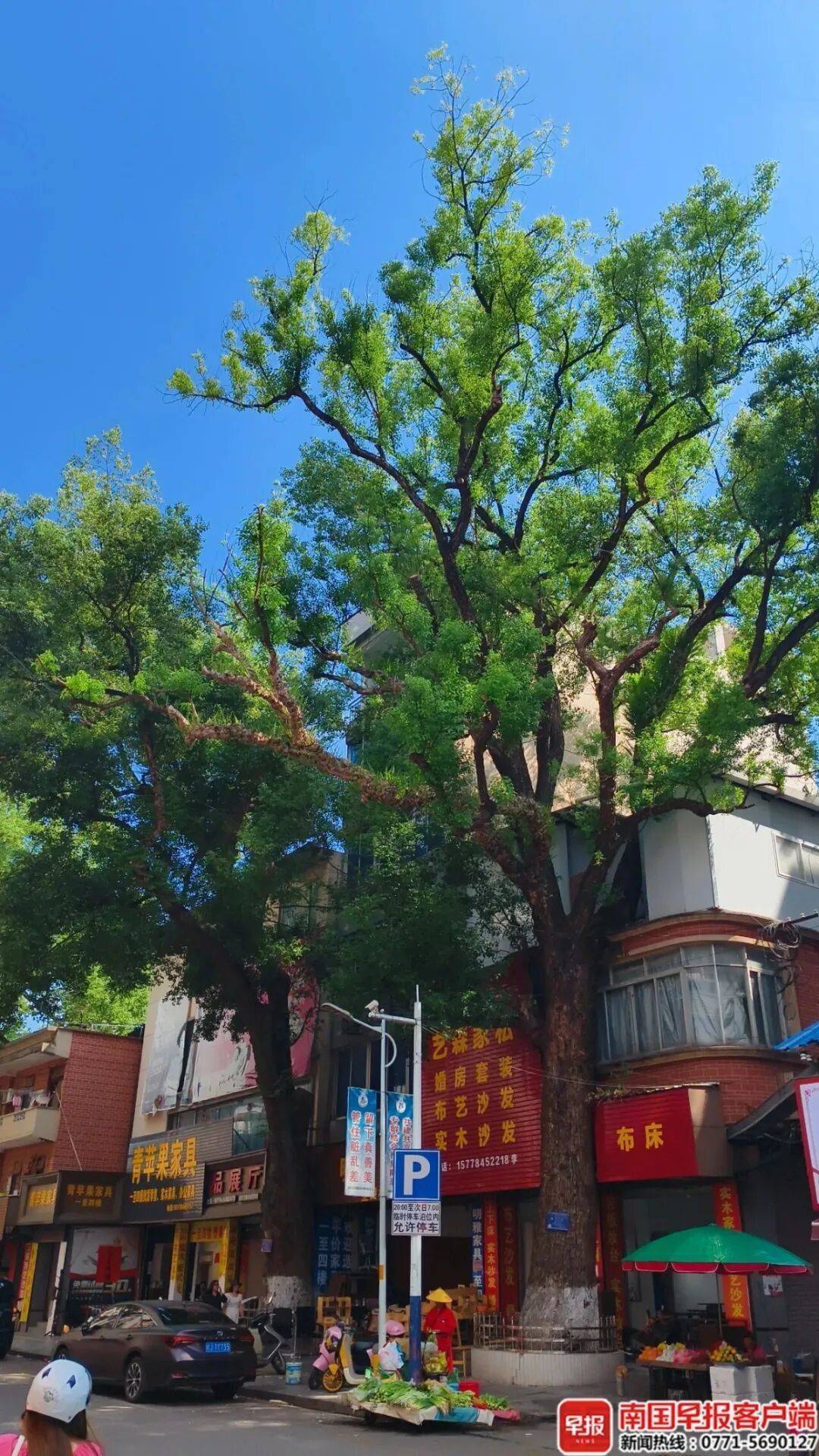 自家房屋采光被遮挡,广西贺州一男子给220年珍贵古树多次投毒!