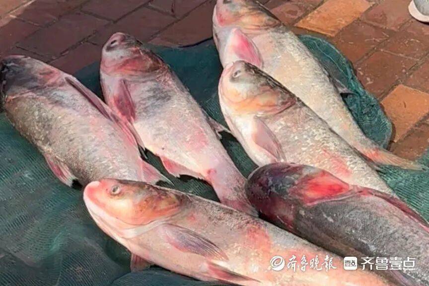 “鱼多得数不过来,一网子下去能捞好几条”济南锦绣川水库开闸放水,大量鲢鱼被冲出,工作人员:禁止捕捞!