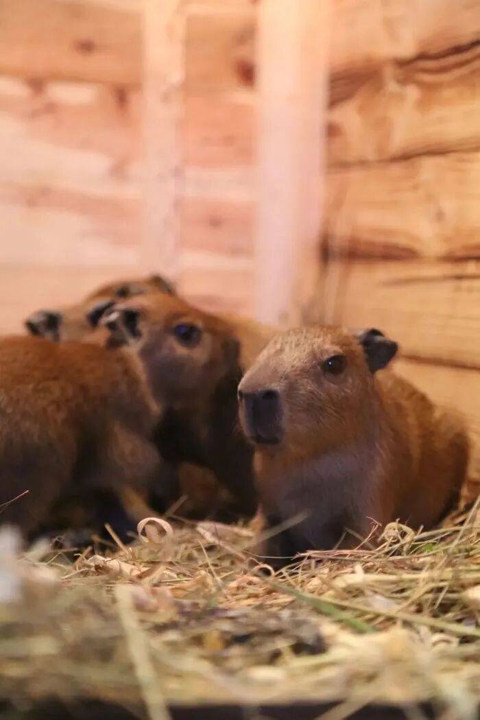 出生1小时就能独立行走，济南动物园“果果”和“豚豚”的4只新生幼崽，周末和市民见面