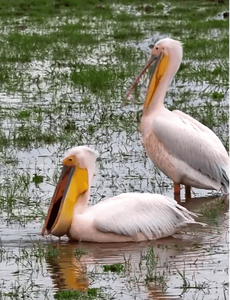 国家一级保护动物,现身达州!