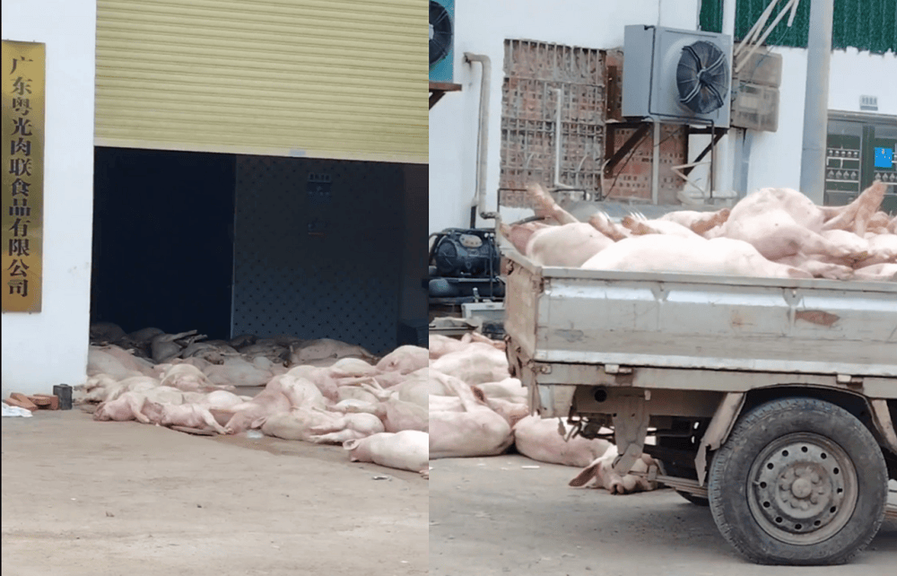 “死猪拉回来加工”，广东一肉联食品公司疑出现大量死猪，当地：已介入调查，暂未流入市场