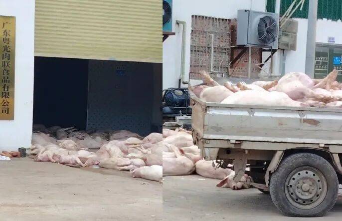 广东一肉联公司门口堆满死猪,官方通报:7人被公安控制,涉嫌非法处置死猪