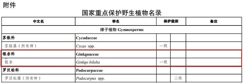 满大街都是银杏树,为什么还是濒危物种?