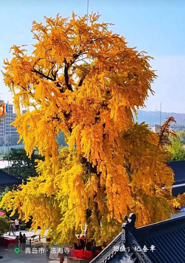 错过等一年!青岛1600岁“银杏王”满树金黄,打卡的人“鼓”了