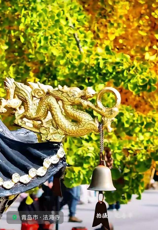 错过等一年!青岛1600岁“银杏王”满树金黄,打卡的人“鼓”了