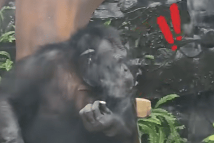 大猩猩抽烟手法娴熟?广西南宁动物园:从小在领养家庭学会抽烟喝酒,会派人制止