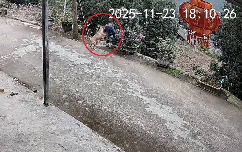 男童路边撒尿遭自家狗狗“偷袭”,从背后推下近2米的高坎,家长:孩子没受伤