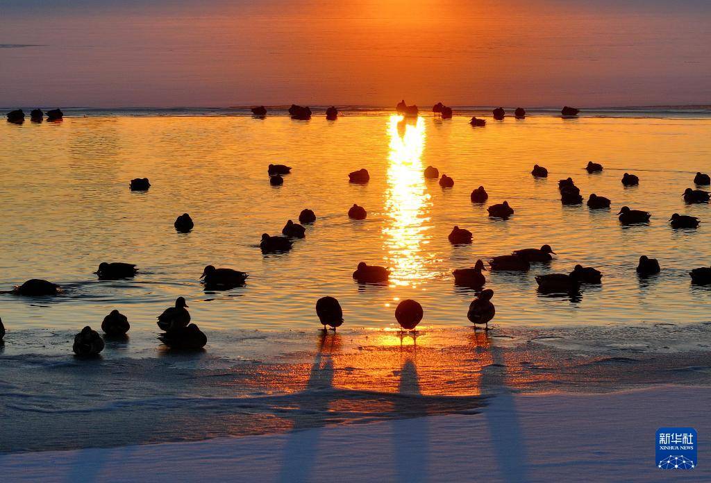 哈尔滨：绿头鸭群戏“寒江雪”