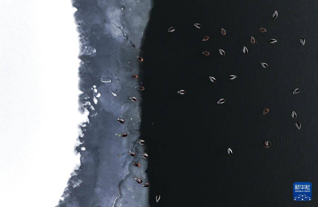 哈尔滨:绿头鸭群戏“寒江雪”