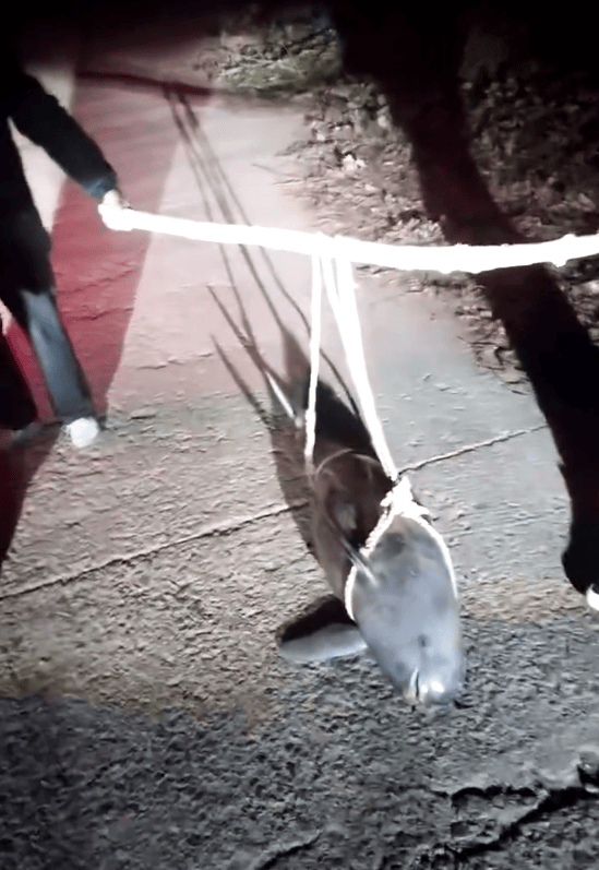 湖北一江豚被五花大绑抬上岸?当地派出所:已死亡多日